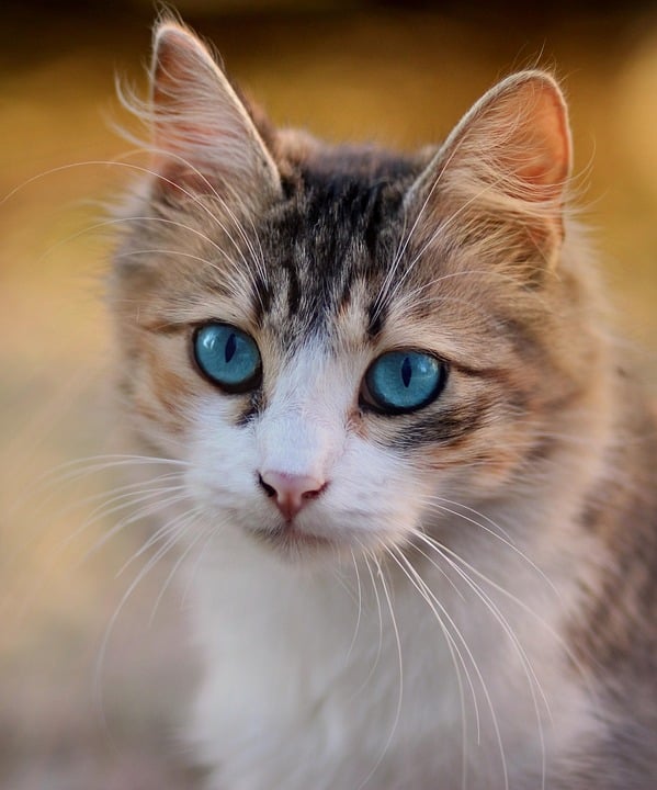 Discover the Joyful Personality of Ojos Azules Pets!