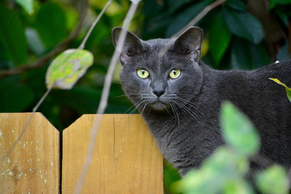 Discover the Korat Dog: Playful Spirits & Unique Care Tips!