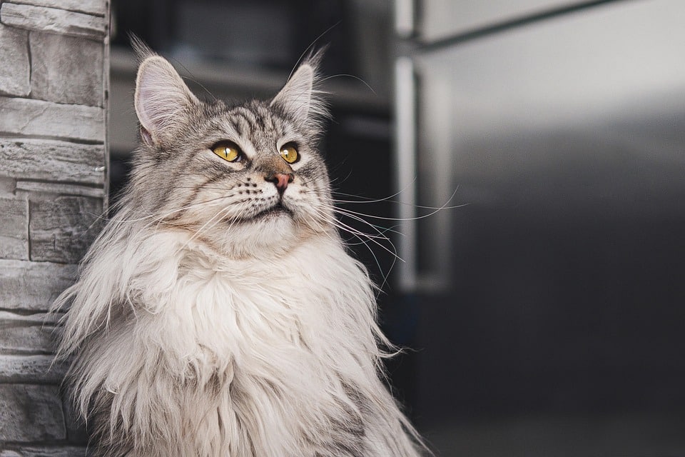Discover the Loving Personality of Domestic Longhair Cats: Care Tips Inside!