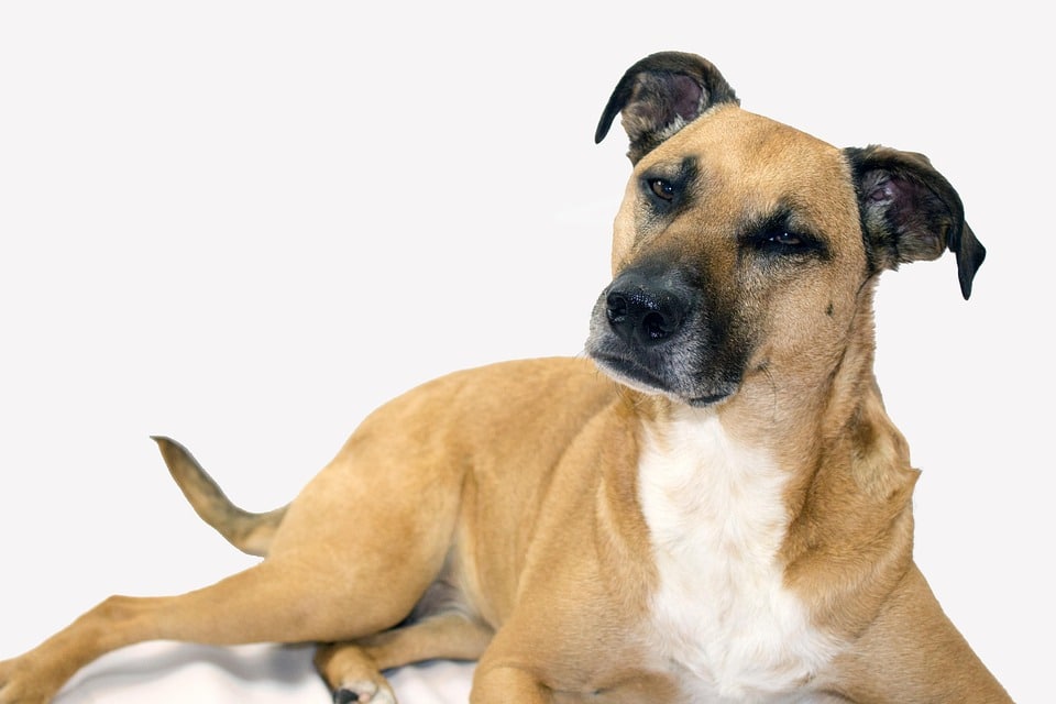 Discover the Mountain Cur: Your Next Loyal Family Companion