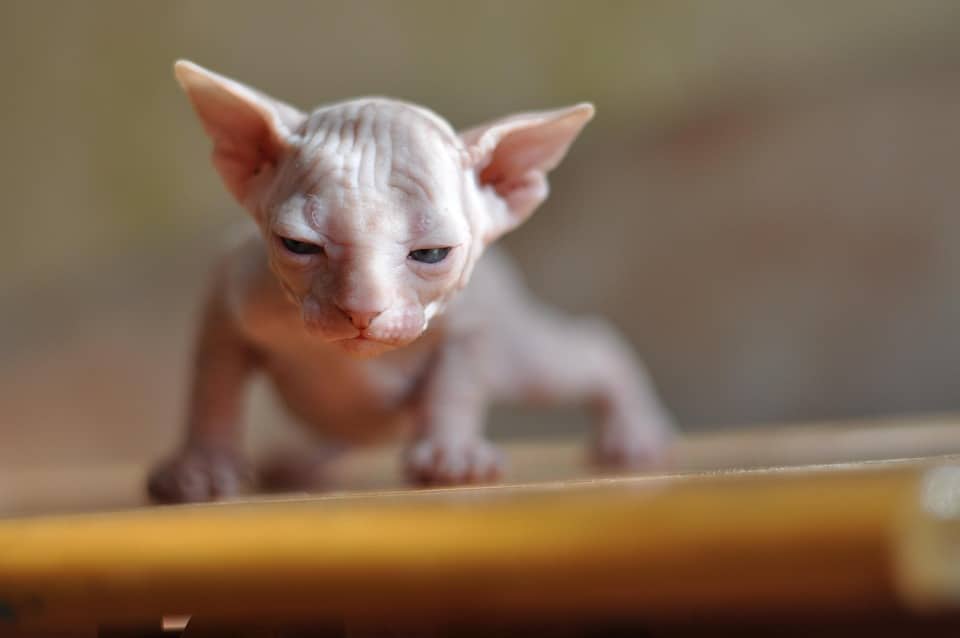 Discover the Unique Charm and Care Tips for Sphynx Dogs