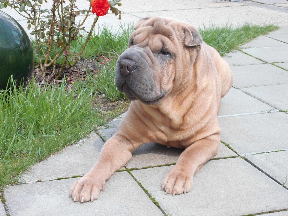 Discover the Unique Charm of Chinese Shar-Pei: Care & Companionship