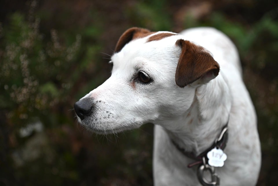 ESA Laws and Regulations in Nevada