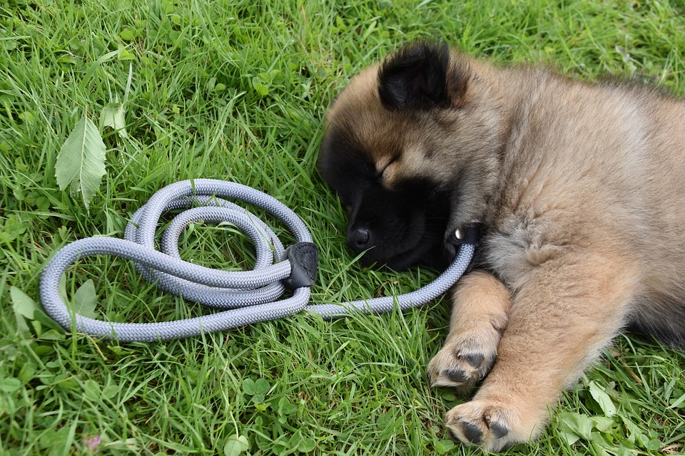 ESA Laws and Regulations in New Mexico