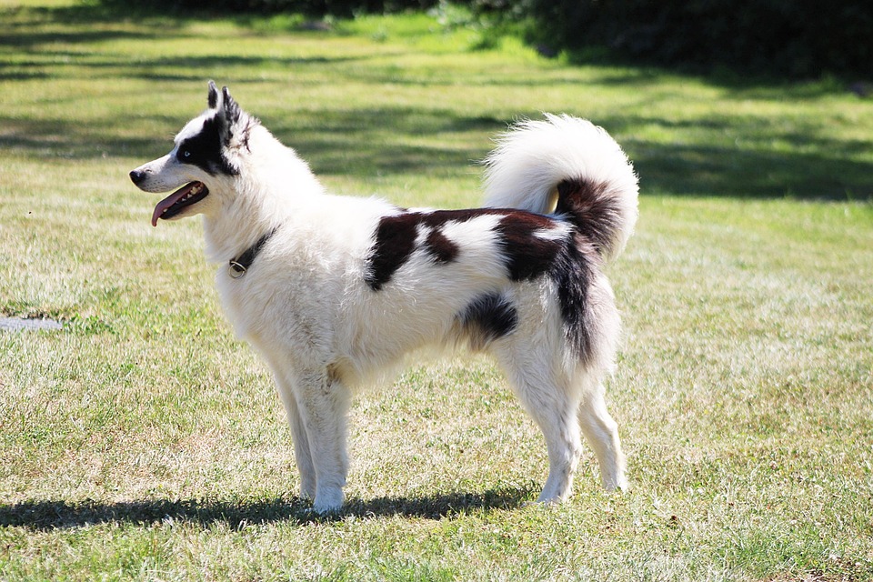 ESA Laws and Your Rights in Wyoming