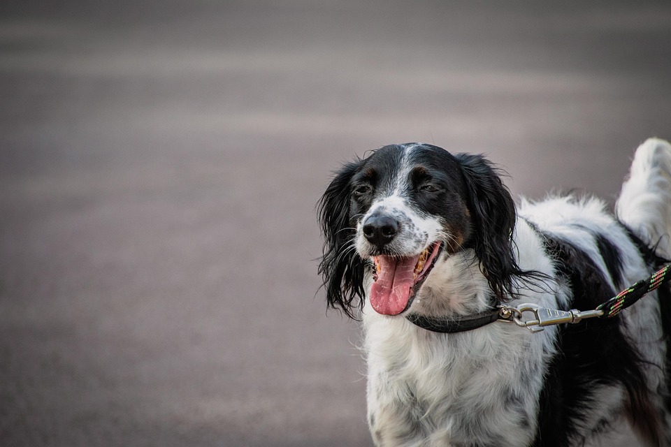 ESA Laws in Maine: Key Information for Pet Owners