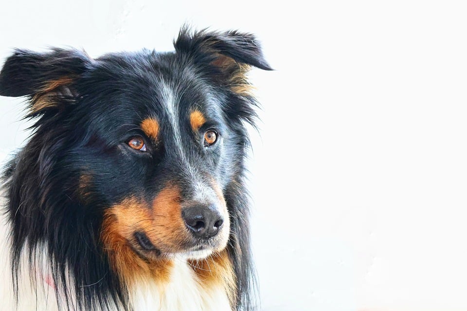 ESA Laws in Oregon: Rights and Responsibilities