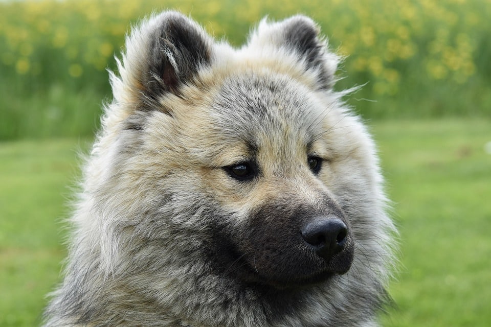 Emotional Support Animals: Unlike service animals, ESAs provide comfort and support to individuals with mental health conditions but do not have the same training or certification.