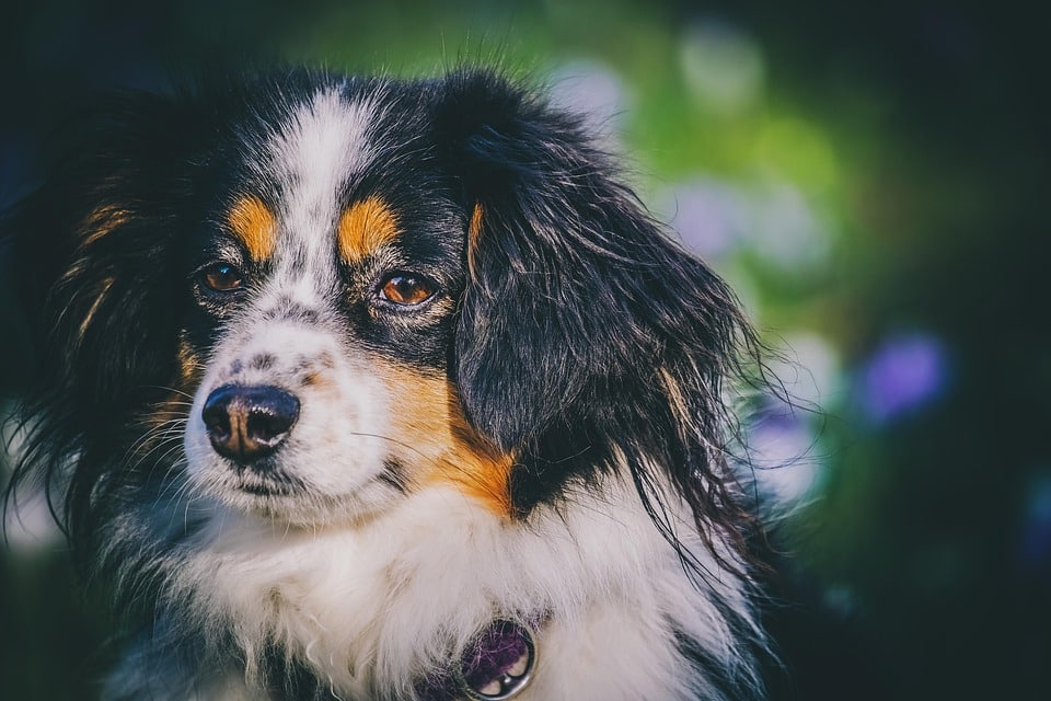 Emotional Support Animals provide comfort and support to individuals with mental health conditions. They do not have the same access rights as service animals.