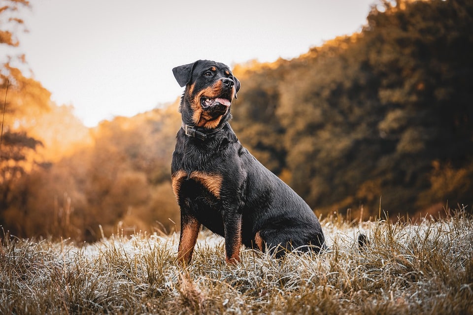 Essential Care Tips for Your Rottweiler: The Ultimate Guide