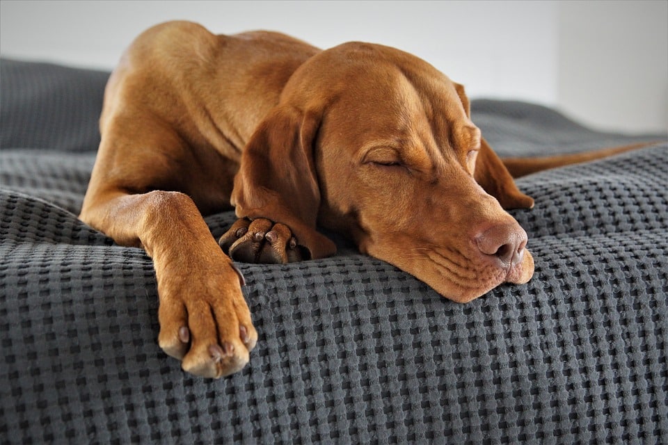 Essential Care Tips for Your Vizsla: Keeping Your Bond Strong!
