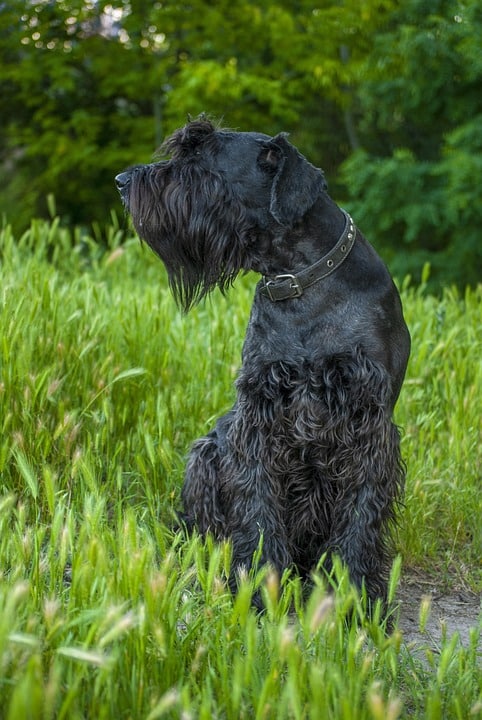 Giant Schnauzers: The Loyal Companions You Didn't Know You Needed!