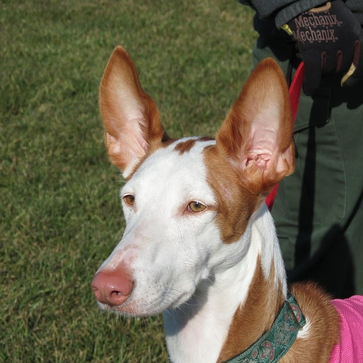 Ibizan Hound: The Affectionate Athlete That Will Steal Your Heart