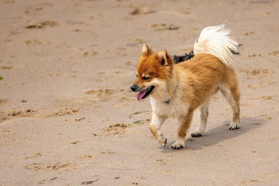 Icelandic Sheepdog Care: Tips for a Happy, Healthy Companion