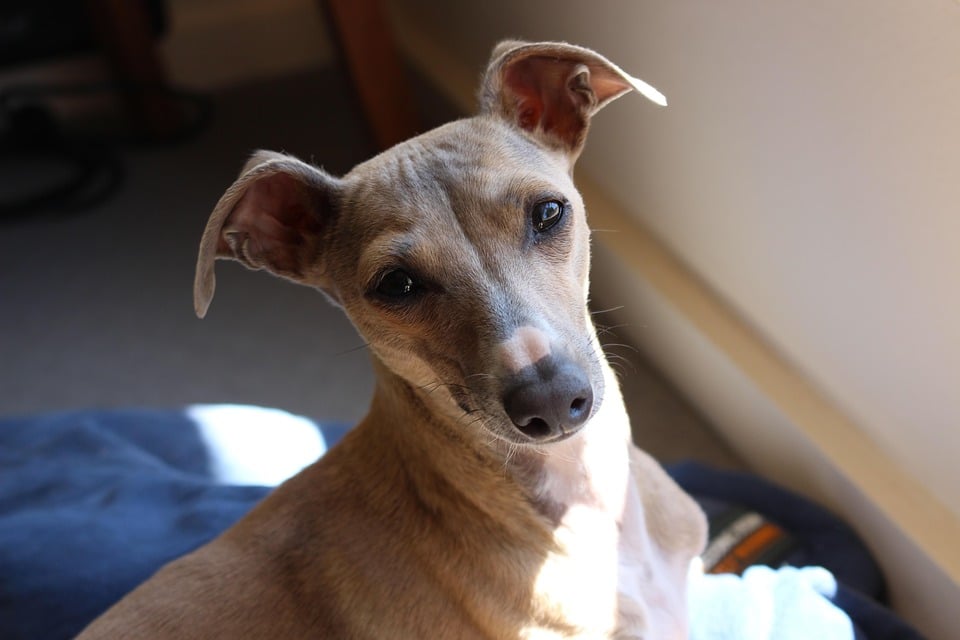 Italian Greyhound: The Elegant Companion with a Big Heart