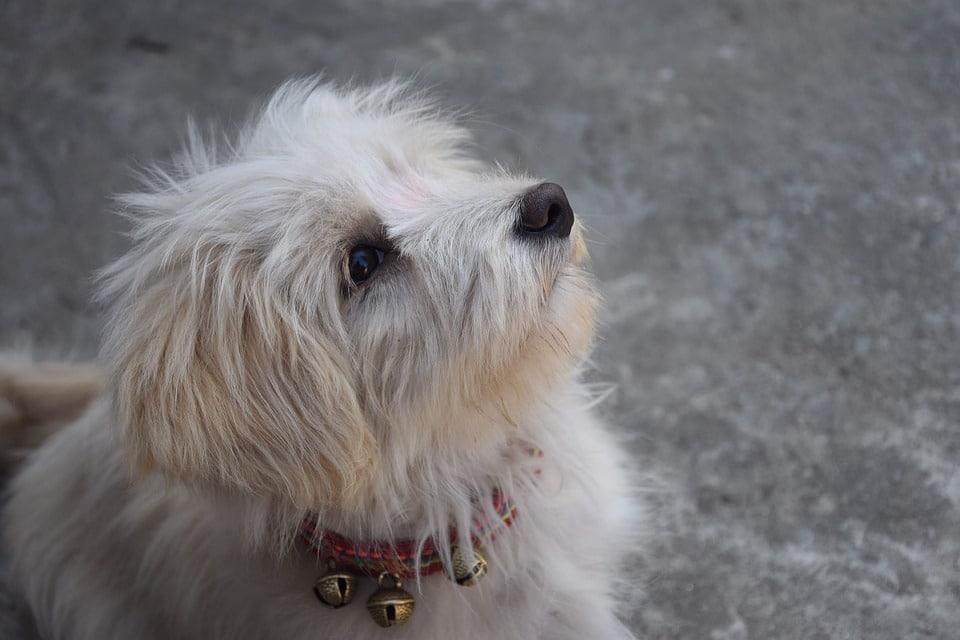 Lively Companions: 7 Reasons to Love Lhasa Apsos as Family Pets