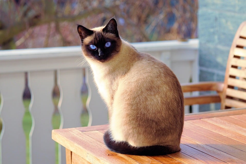 Lively and Loyal: Why Siamese Cats Are the Ultimate Companions