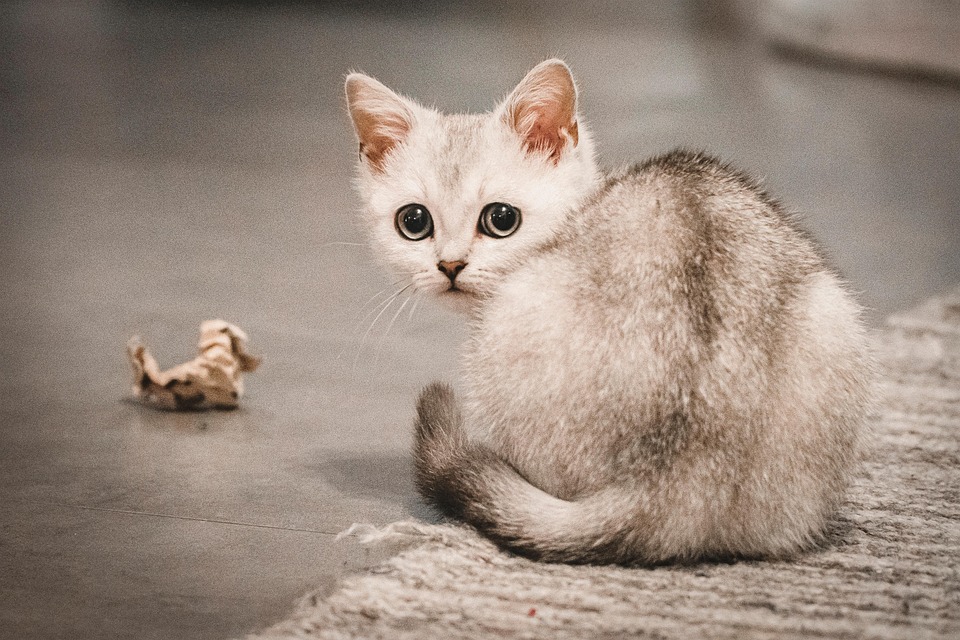 Meet the Burmilla: The Purrfect Blend of Playfulness and Affection!
