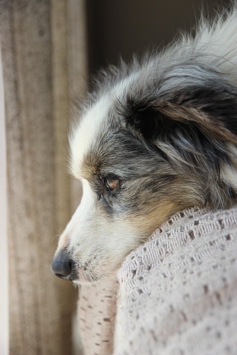 Miniature American Shepherd: Your Perfect Playful Companion!
