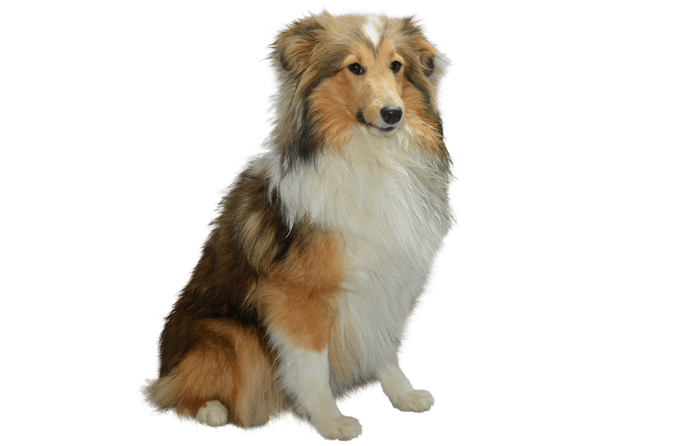 Navigating ESA Laws in New Jersey