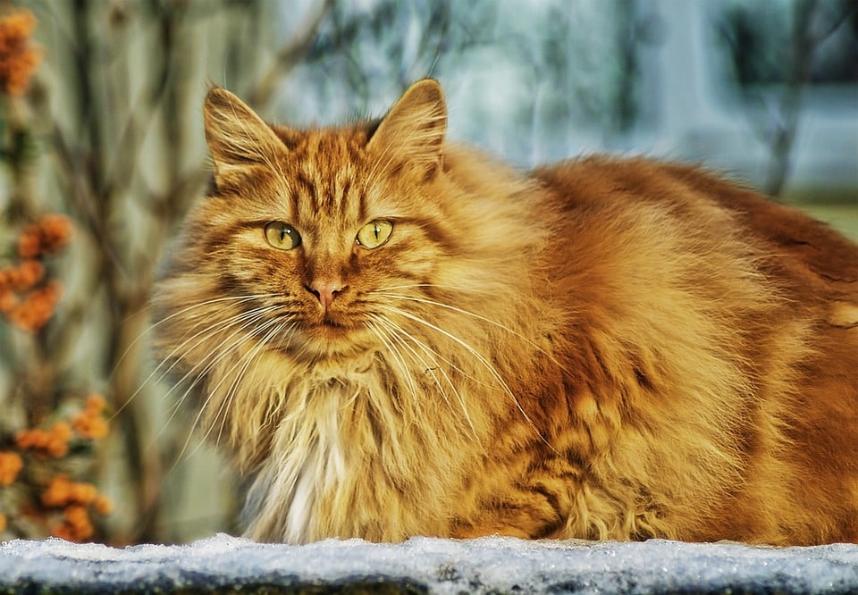 Norwegian Forest Cats: The Gentle Giants of Feline Affection
