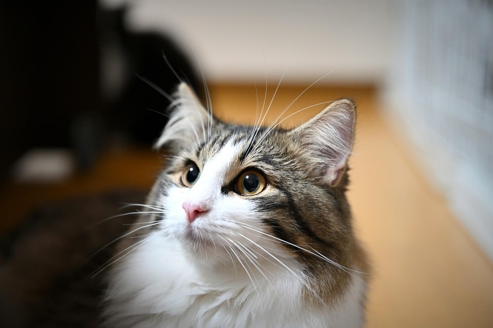 Norwegian Forest Cats: The Gentle Giants of the Feline World