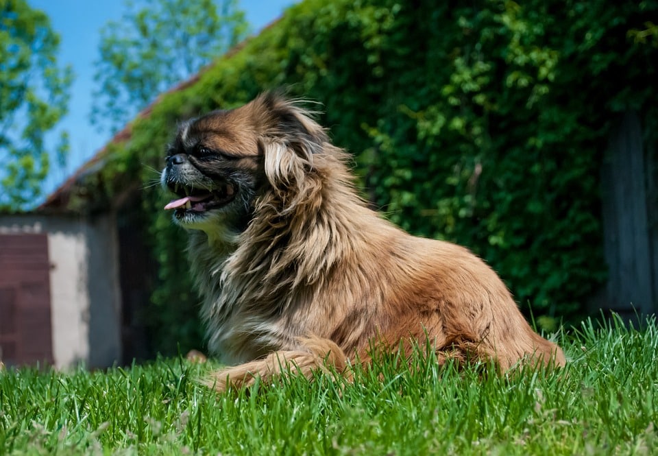 Pekingese Charm: Care Tips for Your Loyal Furry Companion