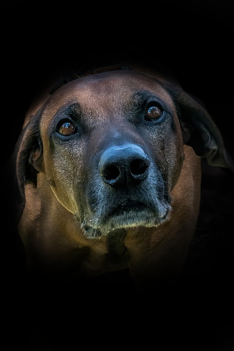 Permits: Activities that might affect protected species or their habitats may require permits. This includes construction, land development, and other activities that could impact the ecosystem.