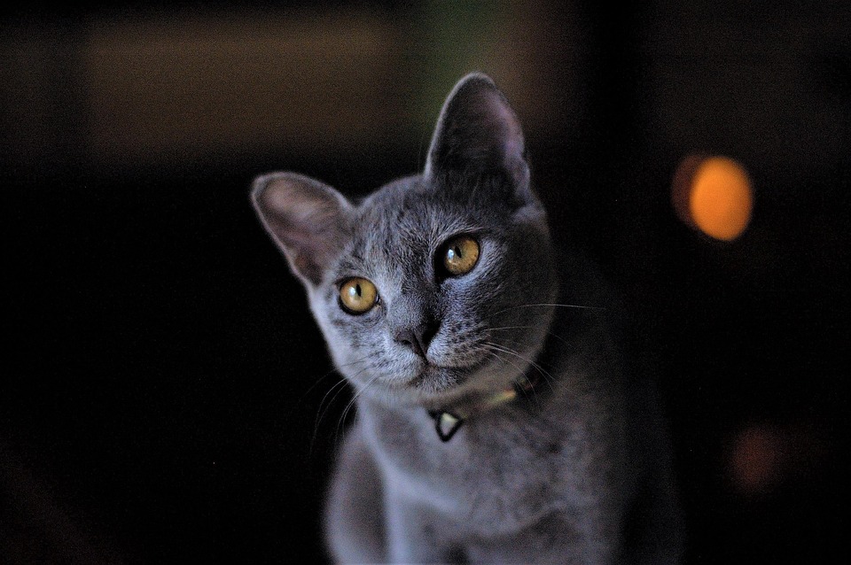 Russian Blue Cats: The Elegance, Affection, and Care You’ll Love