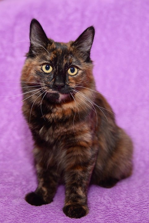 The Affectionate American Bobtail: Your Ultimate Family Companion