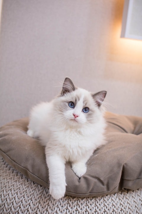 The Affectionate Ragdoll: Why This Cat Wins Hearts Daily!