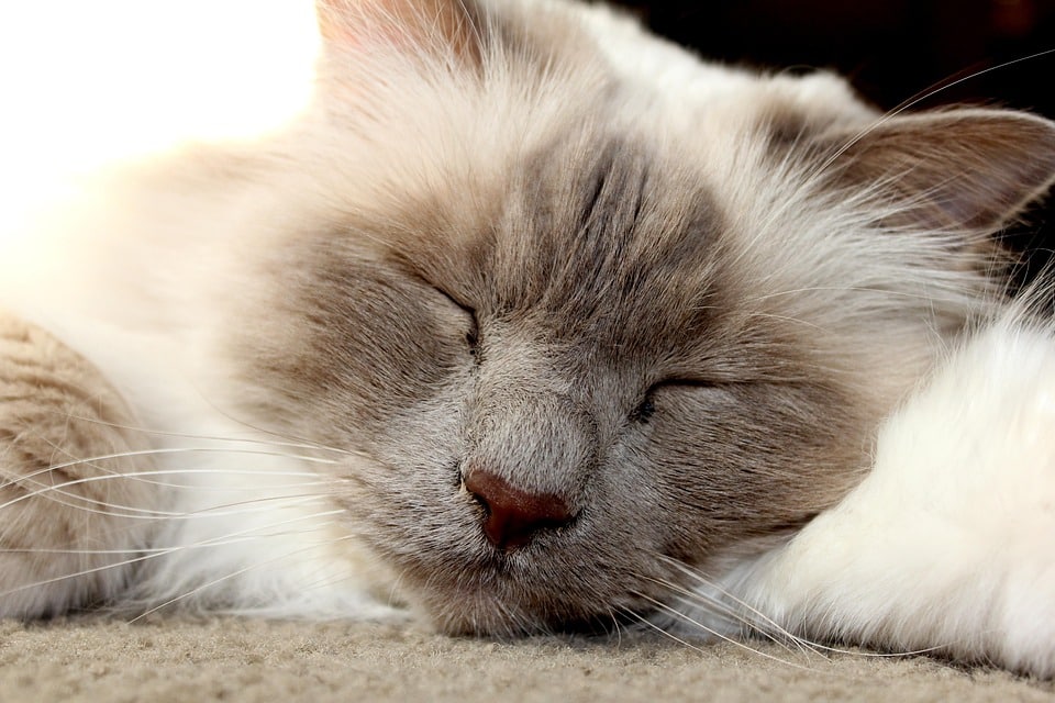 The Enchanting Birman: Unique Traits That Make Them Adorable Companions