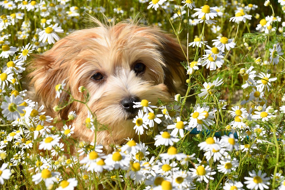The Havanese Spirit: Unraveling Their Playful Personality & Care Tips