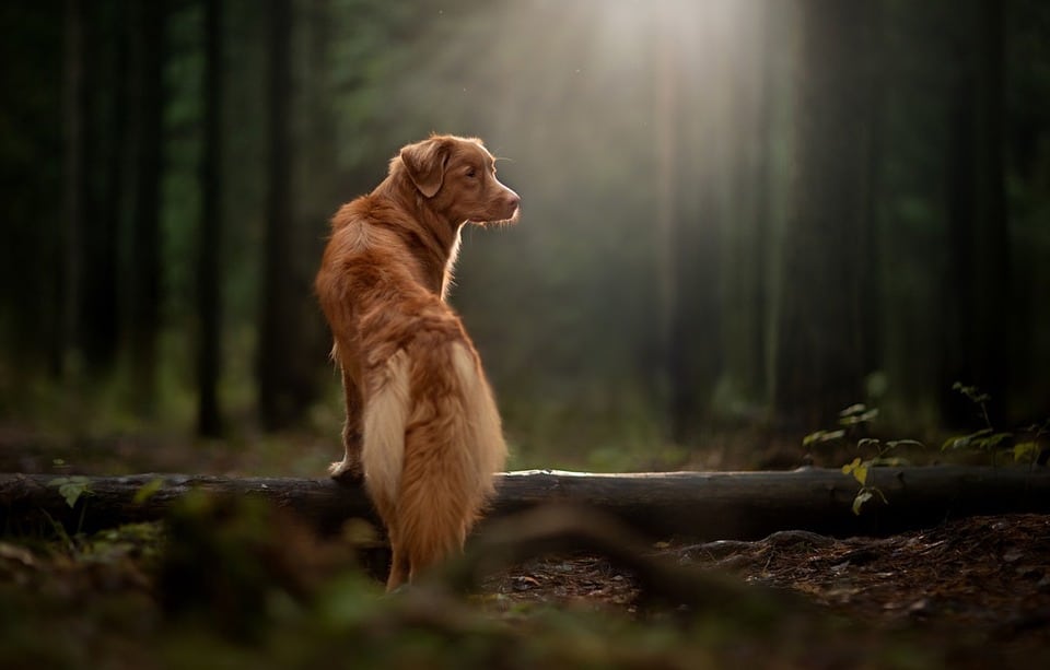 The Joyful Nova Scotia Duck Tolling Retriever: A Guide to Care & Love