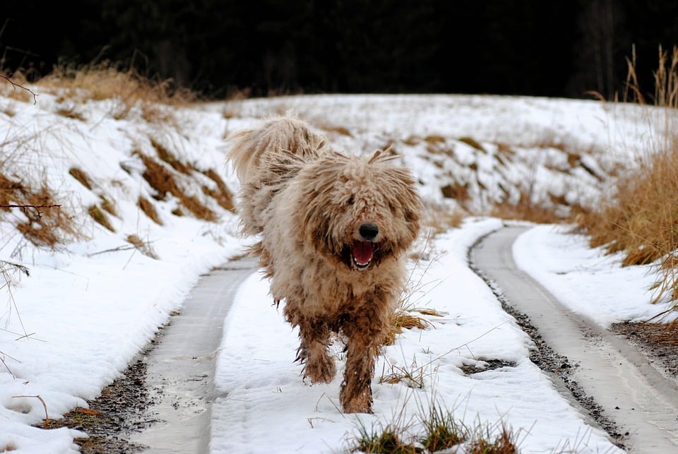 The Komondor: Your Loyal Guardian and Furry Family Member