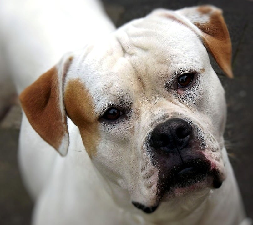 The Loyal American Bulldog: Strength, Love, and Unique Traits
