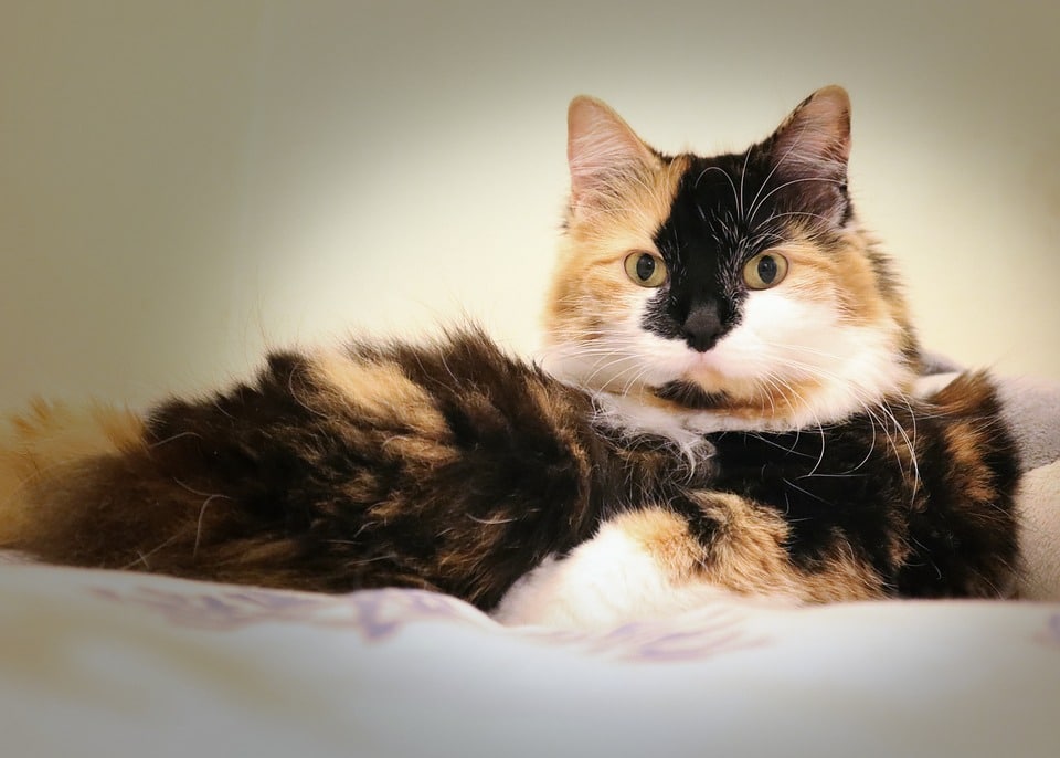 The Manx Magic: Unraveling Their Unique Charm & Care Secrets