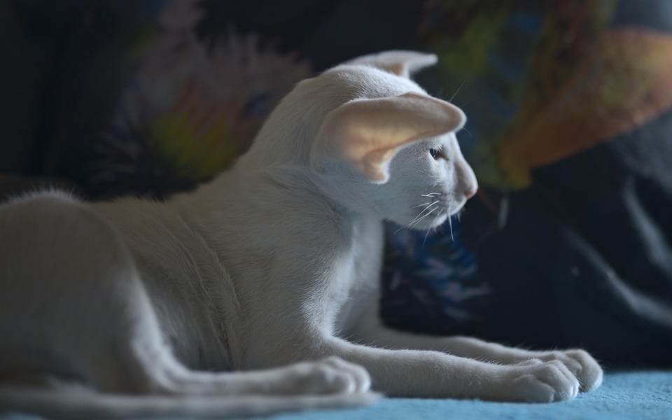 The Playful Companion: Caring for Your Oriental Shorthair Cat