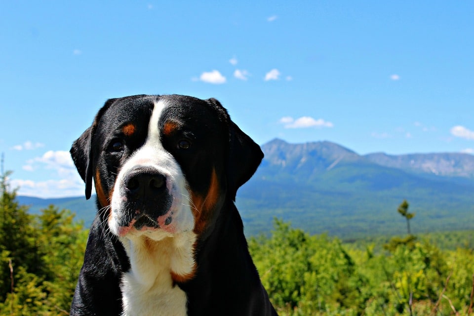 The Ultimate Guide to Caring for Your Greater Swiss Mountain Dog