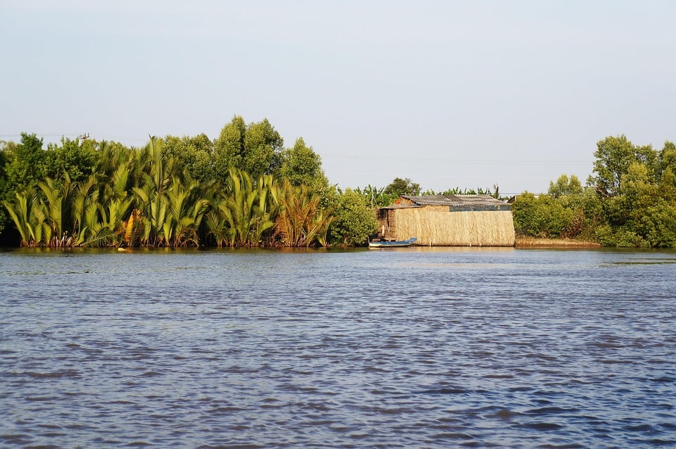 The Unique Charm of the Egyptian Mau: Why This Breed Stands Out