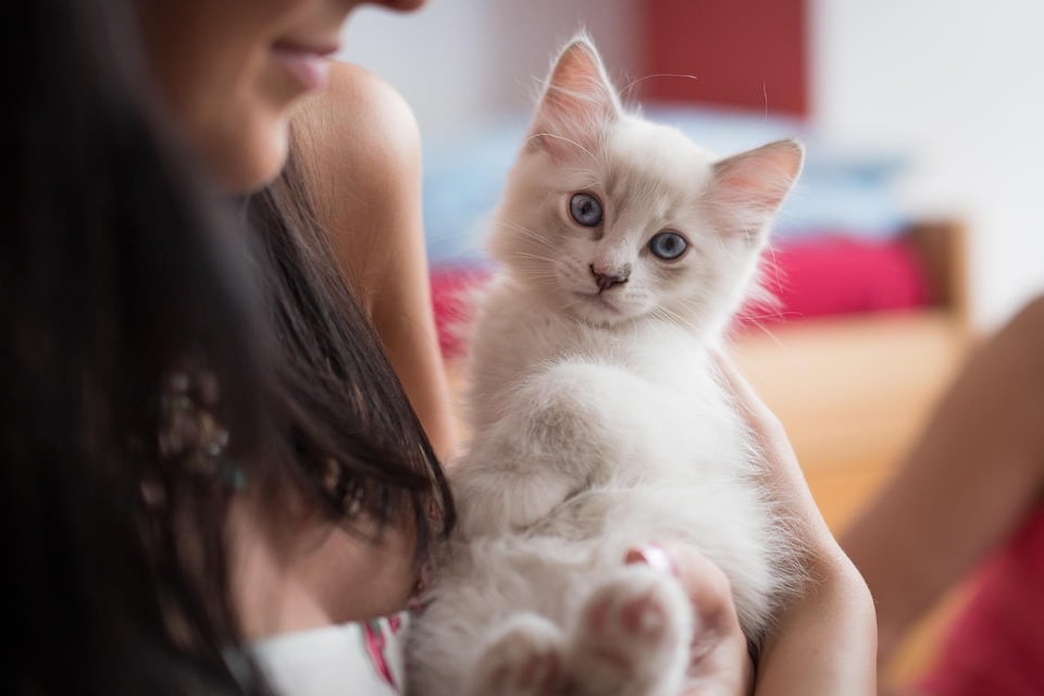Top 5 Care Tips to Keep Your Ragdoll Happy and Healthy