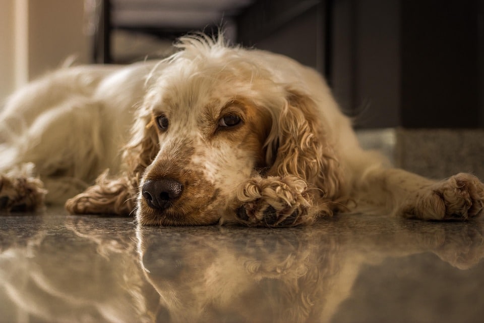 Top 7 Cocker Spaniel Care Tips for Happy, Healthy Companions