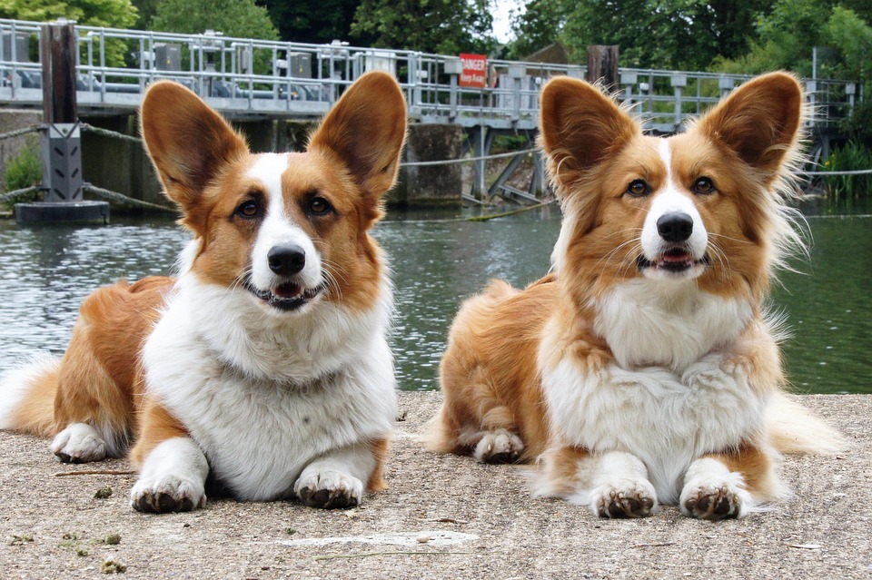 Top Care Tips for Happy, Healthy Cardigan Welsh Corgis!