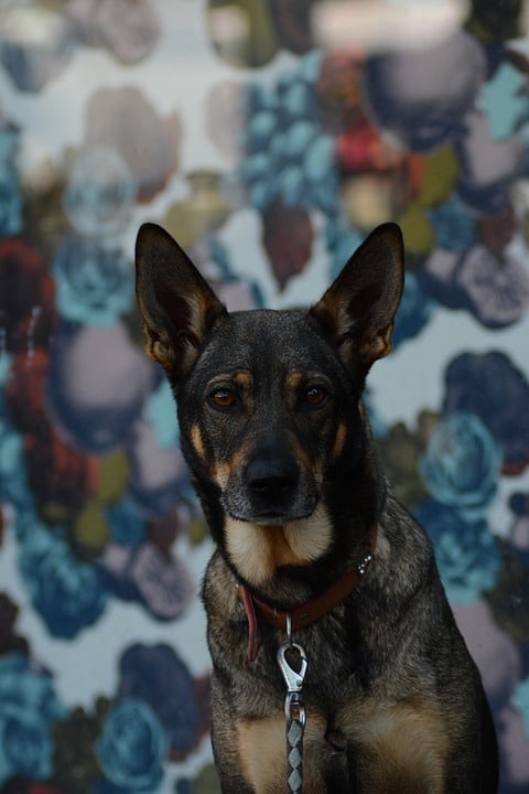 Top Care Tips to Keep Your Energetic Australian Kelpie Happy & Healthy!
