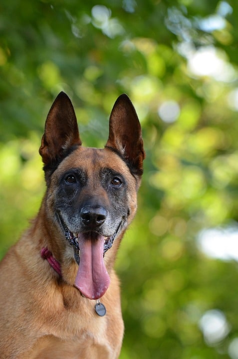 Training Your Belgian Malinois: Tips for a Happy, Well-Behaved Pup