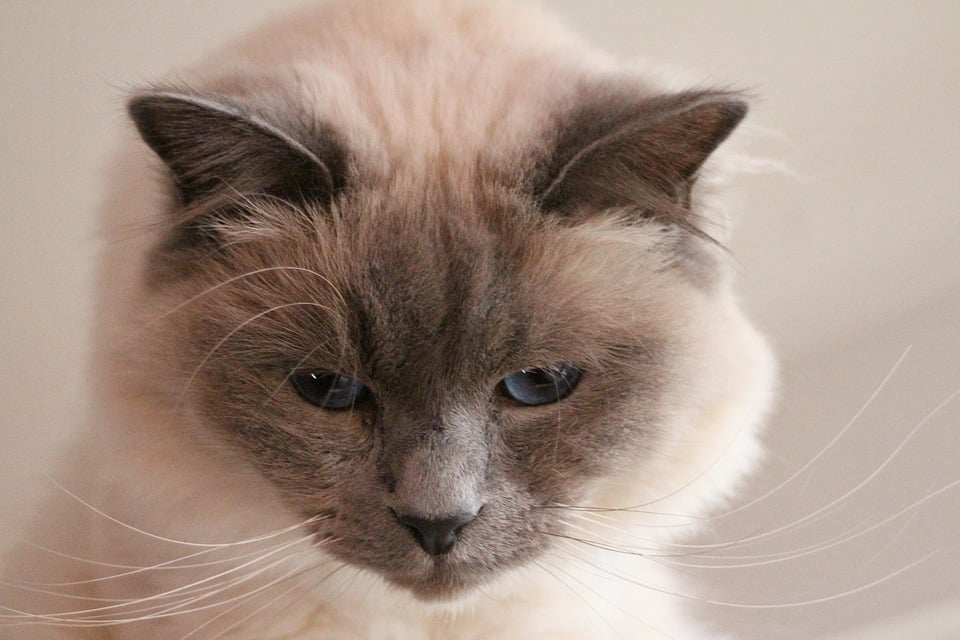 Ultimate Guide to Caring for Birman Dogs: Tips for Happy Paws
