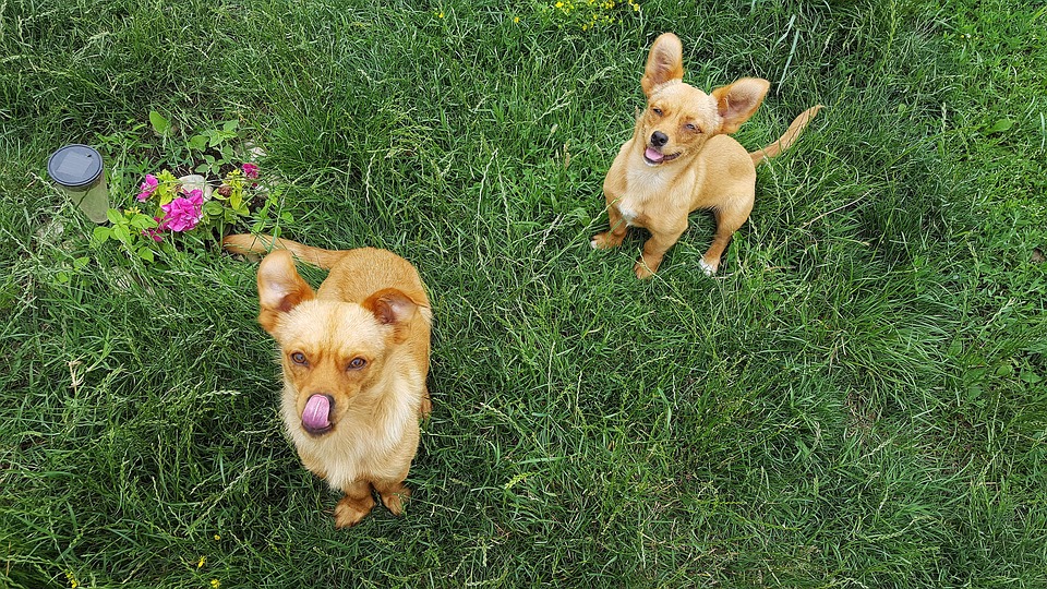 Under the FHA, individuals with disabilities have the right to request reasonable accommodations for ESAs in housing. Landlords must permit ESAs unless they can demonstrate a valid reason for refusal (e.g., health or safety issues).