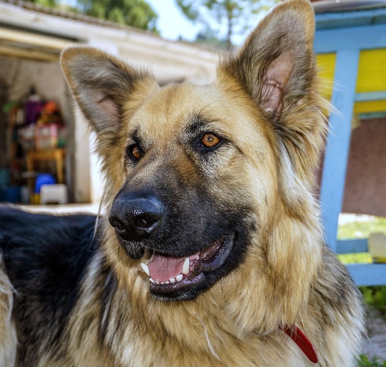 Understanding ESA Laws in Louisiana