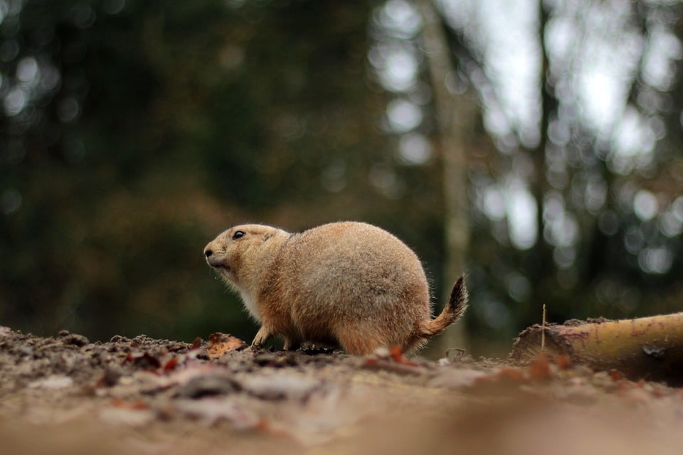 Understanding ESA Laws in Mississippi