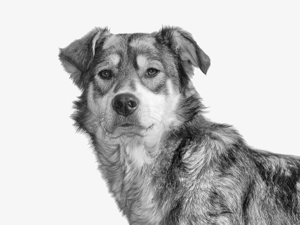 Understanding ESA Laws in North Dakota